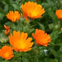 Календула, или Ноготки (Calendula)