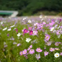 Космея, или Космос (Cosmos)