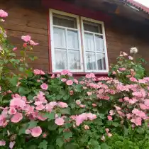 Лаватера (Lavatera)