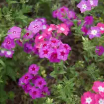 Флокс Друммонда (Phlox Drummondii)