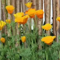 Эшшольция калифорнийская (Eschscholzia californica)