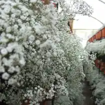 Гипсофила (Gypsophila)