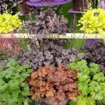 Гейхера (Heuchera)
