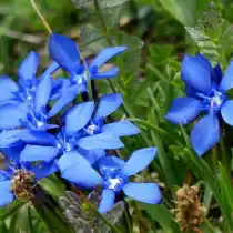 Горечавка (Gentiana)