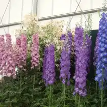 Дельфиниум (Delphinium)