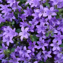 Колокольчик карпатский (Campanula carpatica)