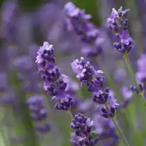 Лаванда (Lavandula)