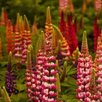 Люпин (Lupinus)