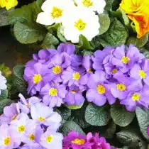 Примула (Primula)