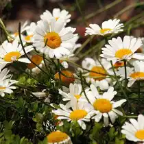 Нивяник (Leucanthemum)