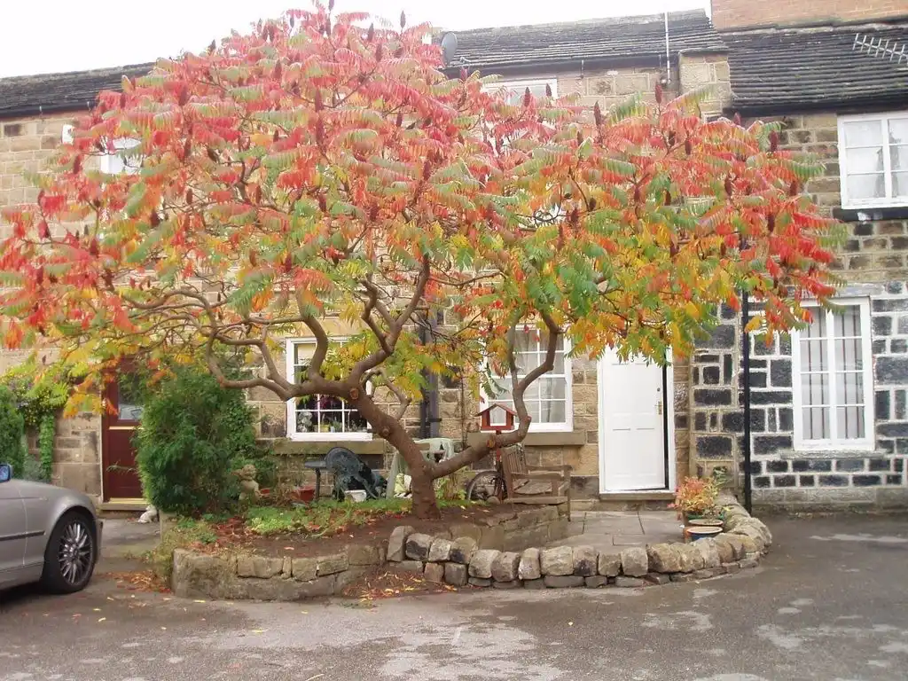 Хризантема корейская (Chrysanthemum × koreanum)