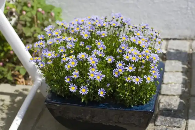 Фелиция (Felicia)