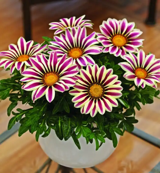 Гацания (Gazania)