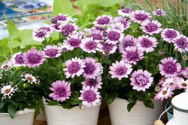 Остеоспермум (Osteospermum)