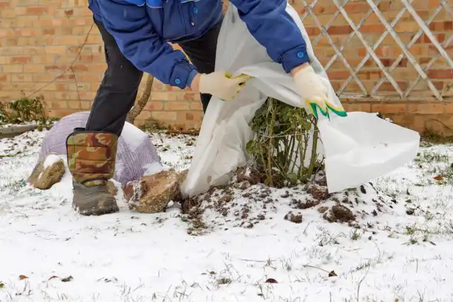 Также в холодное время года стоит пересмотреть график поливов. Они должны быть реже, иначе есть риск загнивания корневой системы.