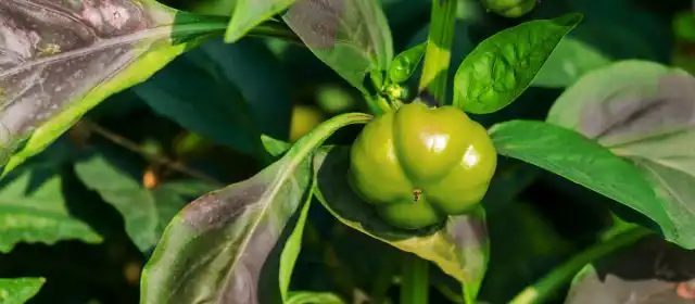 Недостаток фосфора у перца