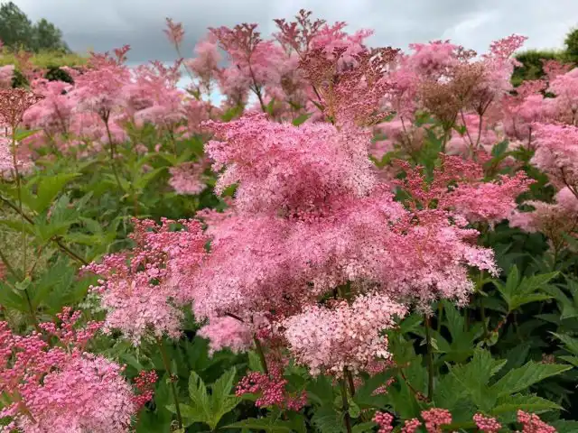 Пушистыми облачками цветут лабазники (Filipendula).