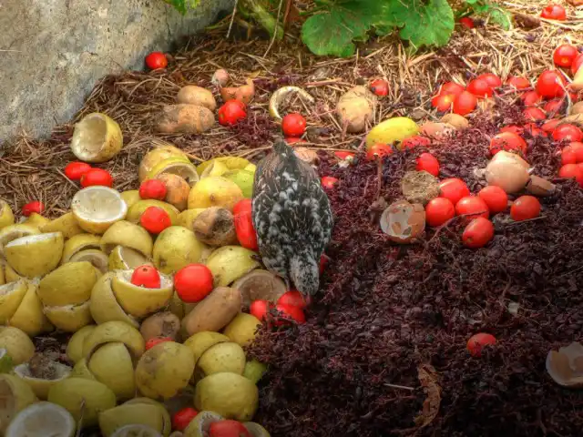 Компостировать можно любой растительный материал