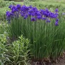 Сибирские ирисы