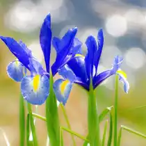 Японские ирисы