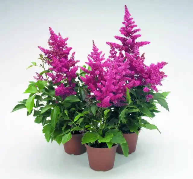 Покупая цветущую астильбу в магазине, ее не стоит пересаживать