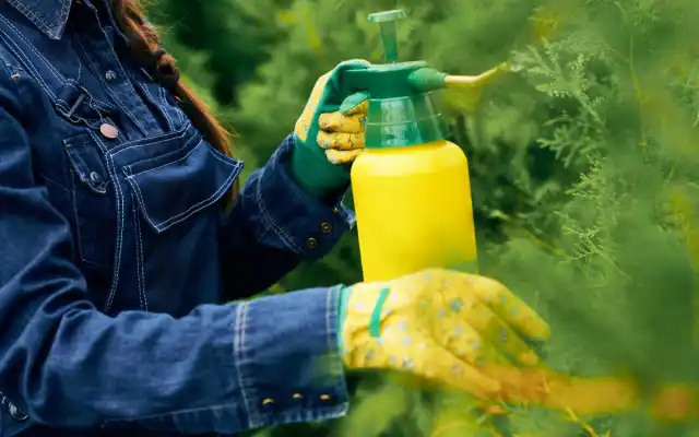 Нитроаммофоской можно удобрять не только огородные, но и садовые культуры