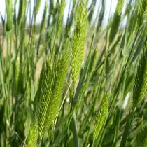 Житняк гребенчатый (Agropyron cristatum)