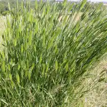 Житняк гребенчатый (Agropyron cristatum)