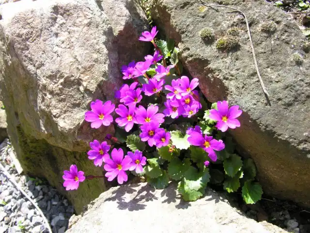 Очень эффектно смотрятся примулы Юлии на альпийских горках и в рокариях