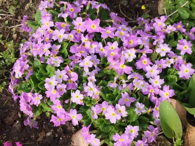 Примула Юлии - очень зимостойкое растение