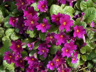 Примула Юлии "Old Port"