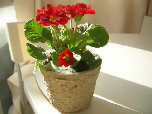 Чаще всего, растения западной селекции маркируются и продаются, как Juliae Hybrids