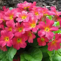 Примула Юлии «Рига 6» (Riga 6)