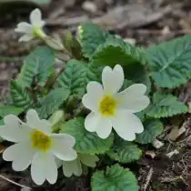 Примула Юлии «Леди Грин» (Lady Green)