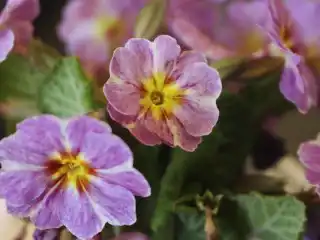 Примула Юлии «Эйвондейл» (Avondale)