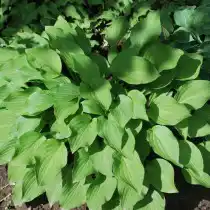 Хоста Малая (Hosta minor)