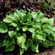 Хоста Вздутая (Hosta ventricosa)