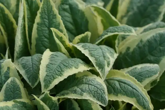 У многих сортовых окопников пестрые листья украшены светлой каймой или пятнами