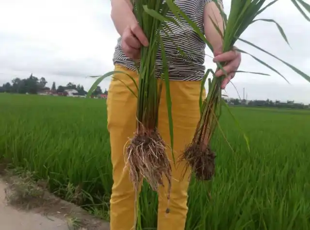 Корни растений, выращенных с гуматами (слева) и без них (справа)