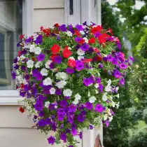 Ампельные петунии