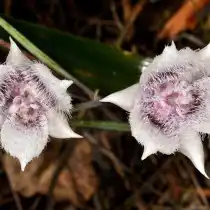 Калохортус Толми (Calochortus tolmiei)