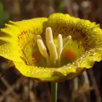 Калохортус желтый (Calochortus luteus)