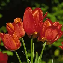 Поздний немахровый тюльпан «Orange Bouquet»