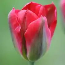 Поздний зеленоцветковый тюльпан «Red Springgreen»