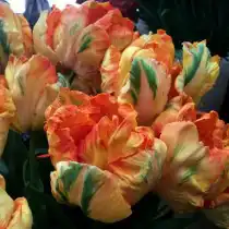 Поздний попугайный тюльпан «Parrot King»