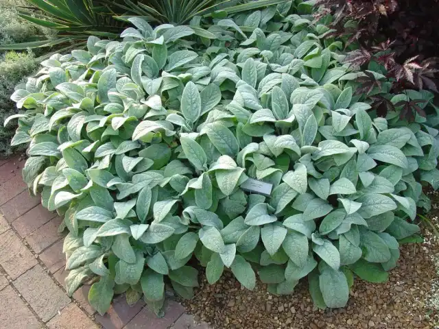 Чистец византийский (Stachys byzantina)