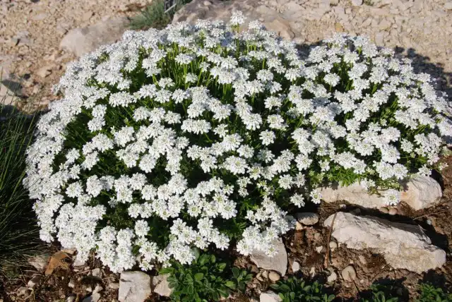 Иберис вечнозеленый (Iberis sempervirens)