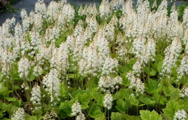 Тиарелла Верри (Tiarella wherryi)