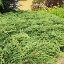 Можжевельник обыкновенный «Репанда» (Juniperus communis 'Repanda')