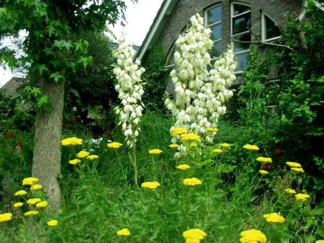 Юкки в саду